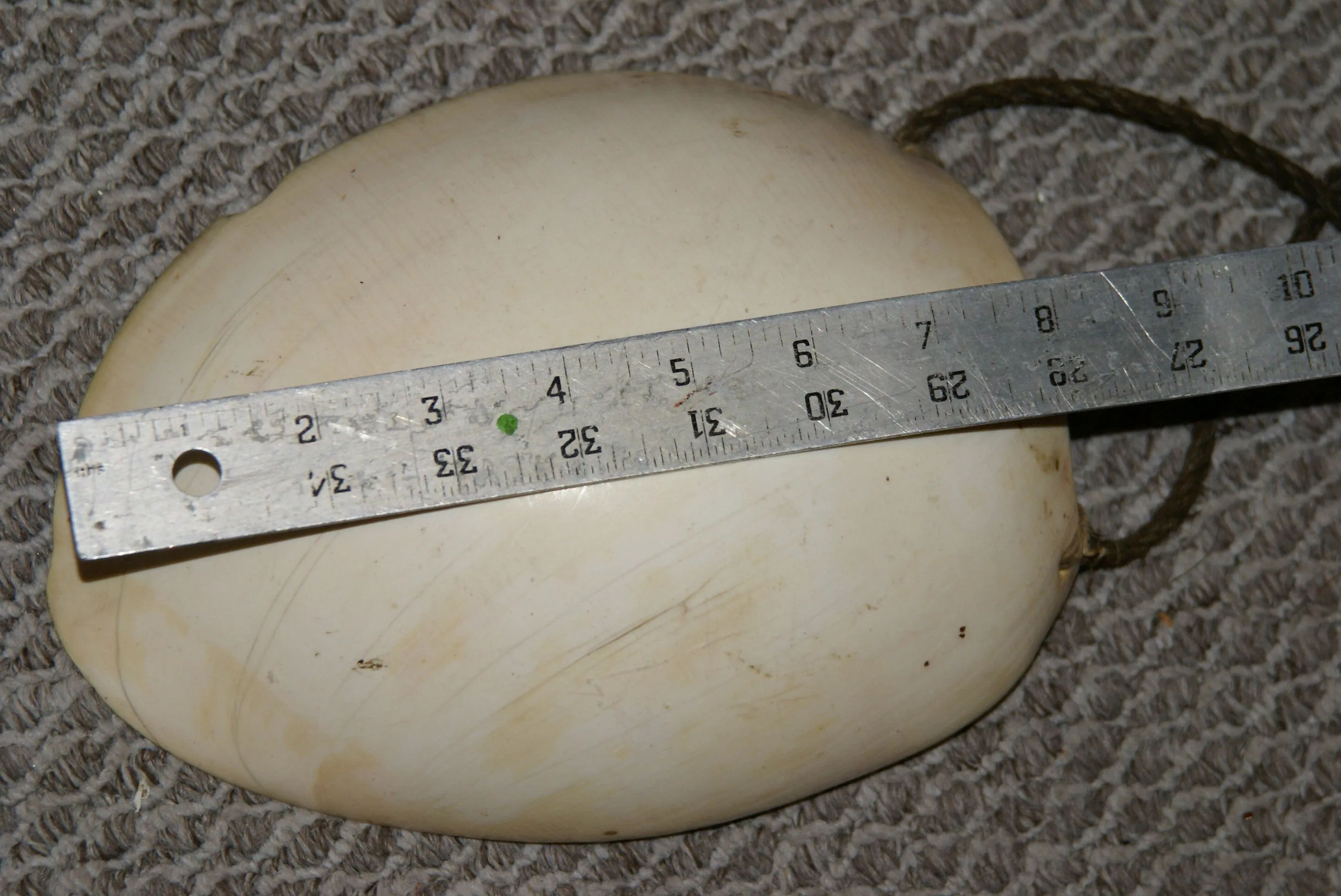 Bilas Melomelo Tribal Bailer, Cymbium Shell Called Gam by the Primitive Mendi Tribe’s “Big Men” that wear them as Penis cover & pectoral Adornment, Currency, Bride Price, Collected in late 1900’s, Southern Highlands, Papua New Guinea BAL2