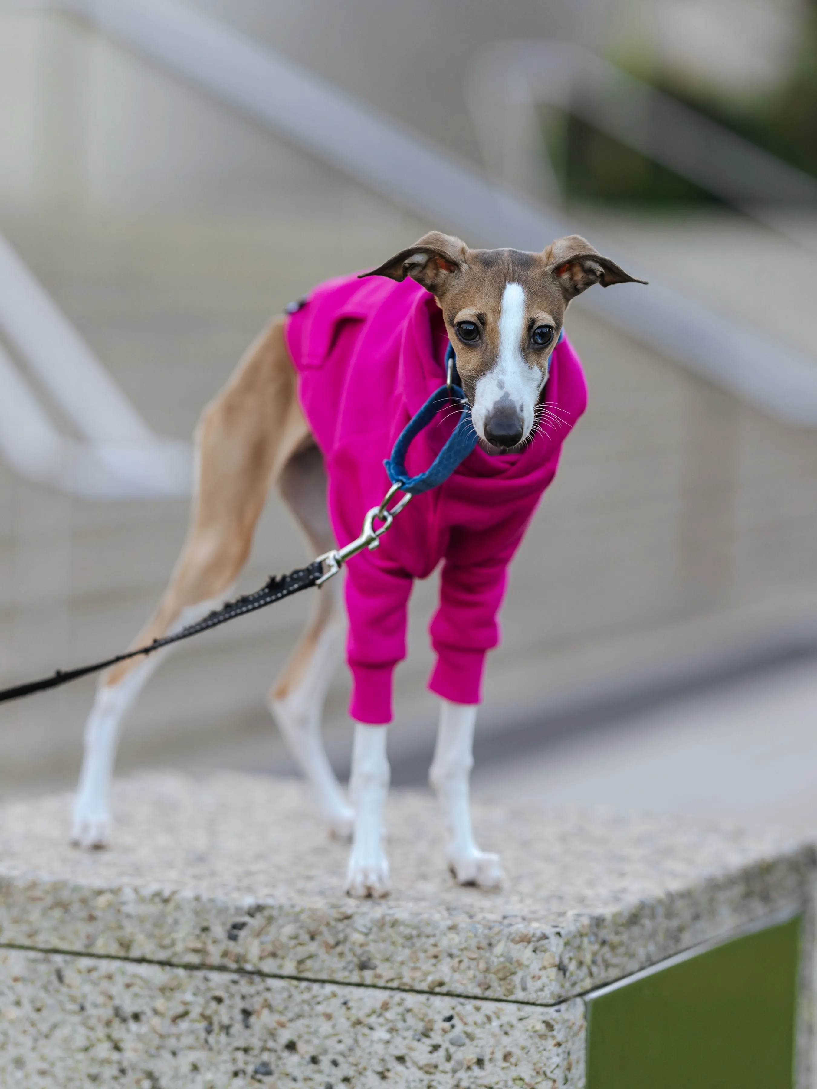 Dragonfruit Hoodie