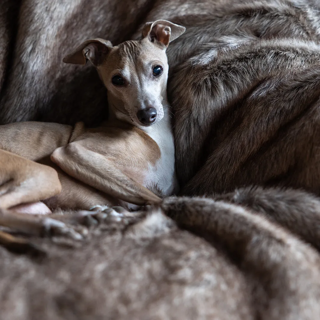 Faux-Fur Dog Blanket in Foxy