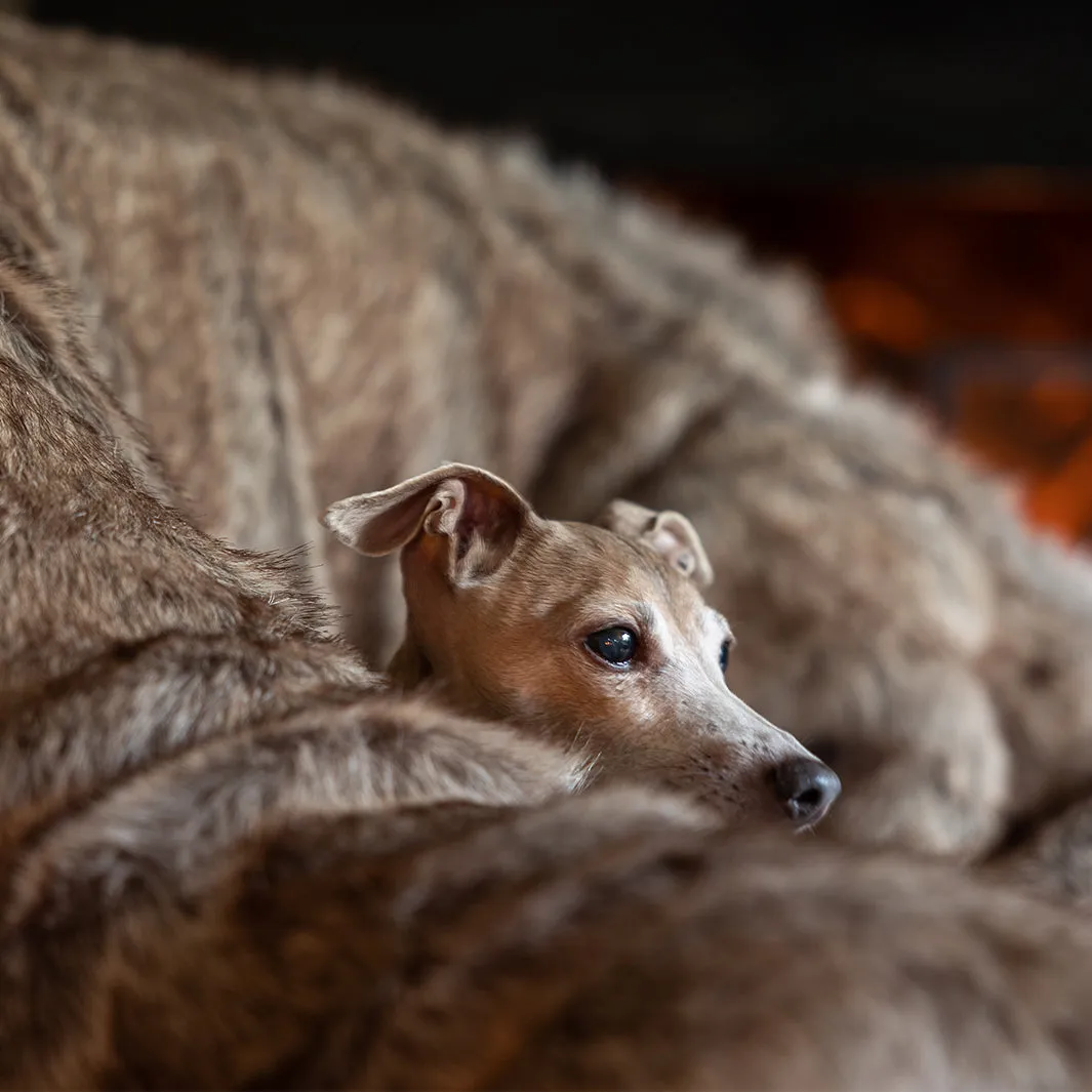 Faux-Fur Dog Blanket in Foxy